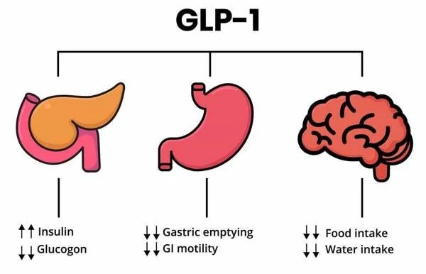 GLP-1 – célszervek: hasnyálmirigy, gyomor és agy (ábra)