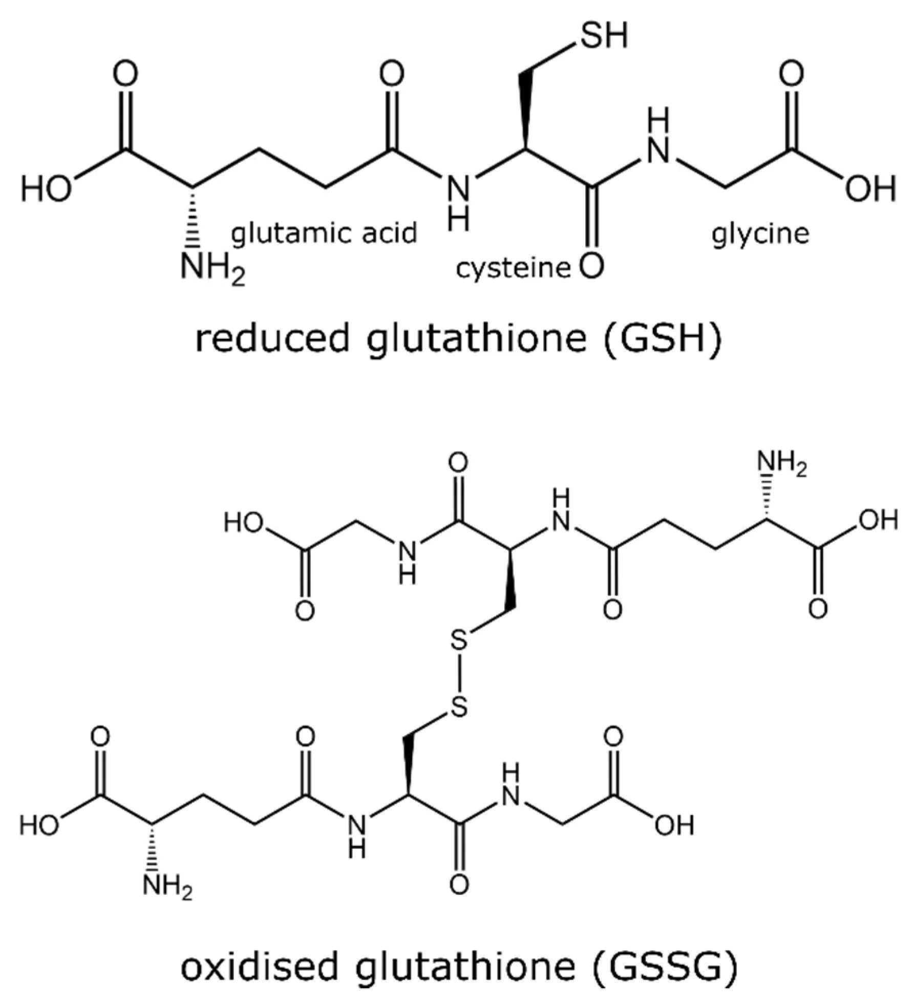 A redukált glutation (GSH) és az oxidált glutation (GSSG) szerkezete