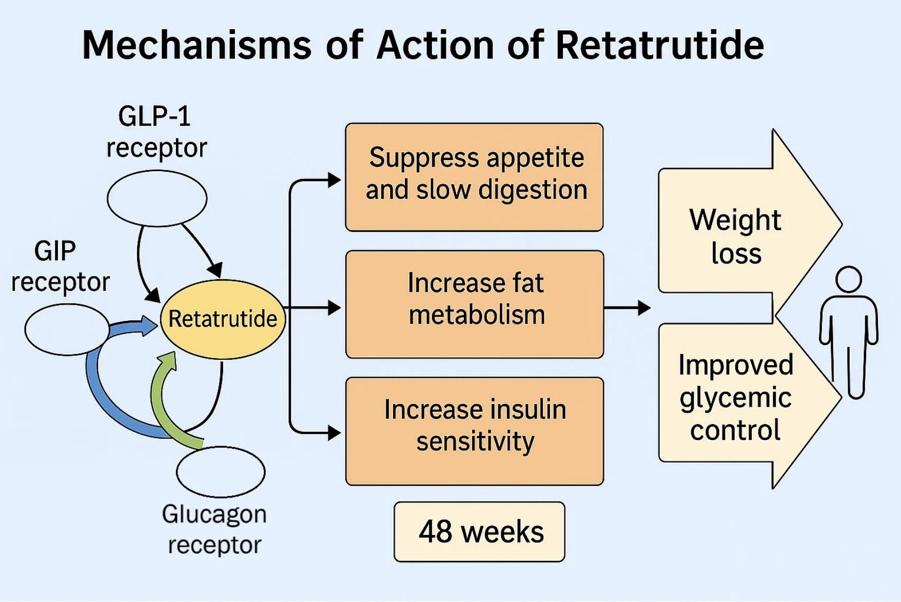 Retatrutide – agonizmus a GLP-1-, GIP- és glukagonreceptorokon (ábra)