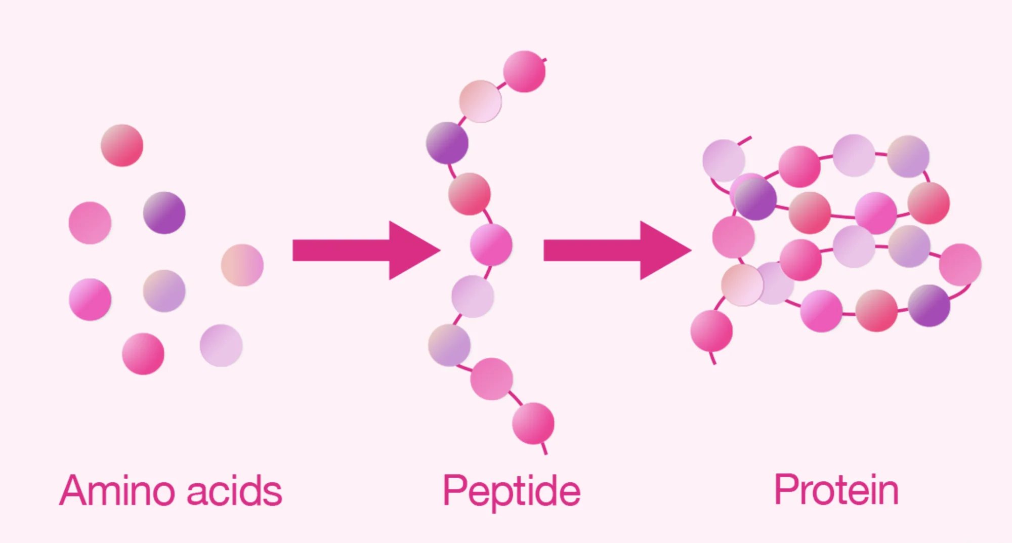 Aminosavak, peptid és fehérje – a lánchossz összehasonlítása (ábra)