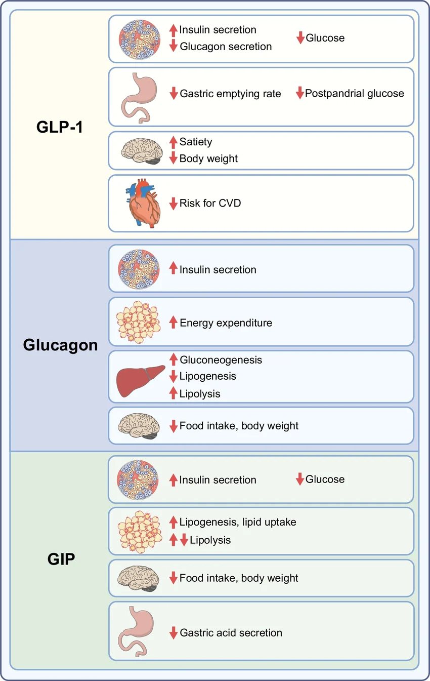 A GLP-1-, glukagon- és GIP-receptor-jelátvitel mechanizmusai szervenként (ábra)